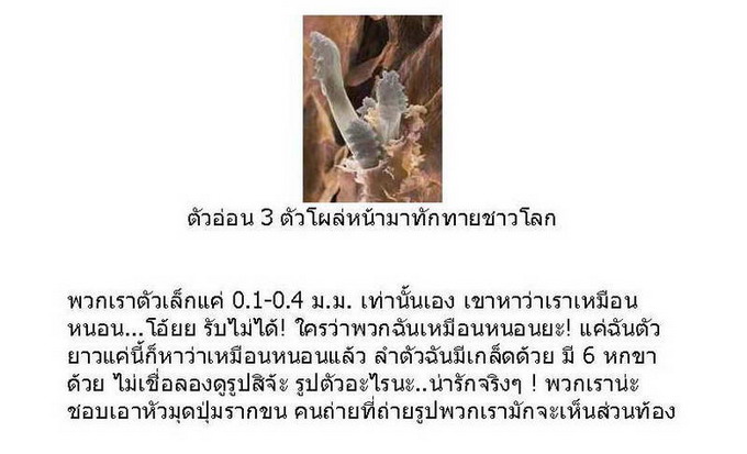 รู้หรือเปล่า อะไรบ้าง อยู่ในขนตาคุณ ??!!