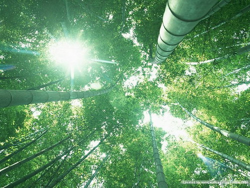  เชื่อหรือไม่ “ตะเกียบไม้ ”ใช้แล้วทิ้ง ป่าสูญ 250 ไร่ ภายใน 1 วัน