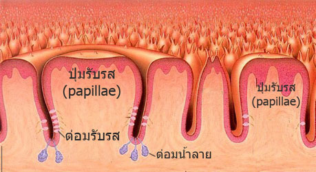 แผนที่ลิ้นไม่มีจริง รสชาติซับซ้อนกว่าที่คิดมากมายนัก