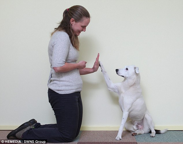ฮอรัส สุนัขหูหนวกยอดอัจฉริยะสามารถทำตามคำสั่งจากภาษามือ 50 คำสั่ง
