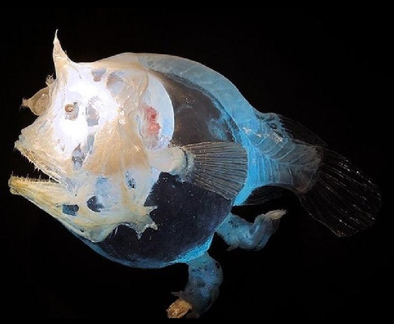 ภาพชุดสวยแปลก! ปีศาจใต้ท้องมหาสมุทร Monster in deep sea 