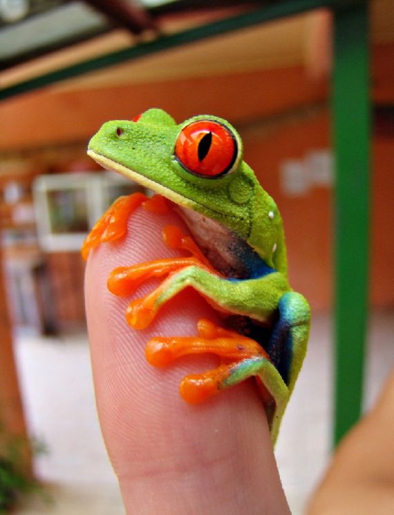 กบต้นไม้ตาแดง (Red-eyed Tree Frog) กบสีสวยน่ารัก