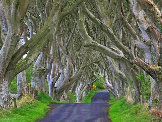 เที่ยว เดอะ ดาร์ก เฮดจ์ แนวไม้แห่งความมืดในไอร์แลนด์เหนือ