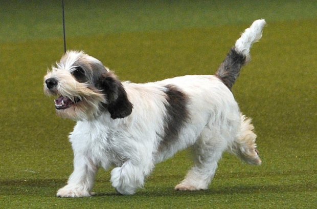 สุนัข “จิลลี” ครองแชมป์งานประกวดสุนัขระดับโลกที่อังกฤษ