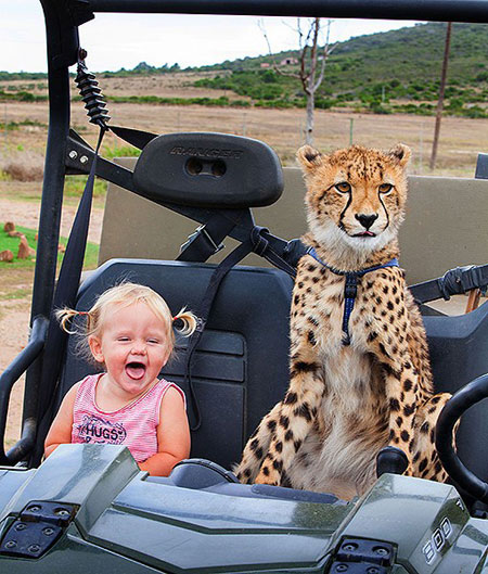 ตะลึง!! พ่อแม่เลี้ยงเสือชีต้าห์ดุจสัตว์เลี้ยงให้เล่นกับลูกเล็กๆ