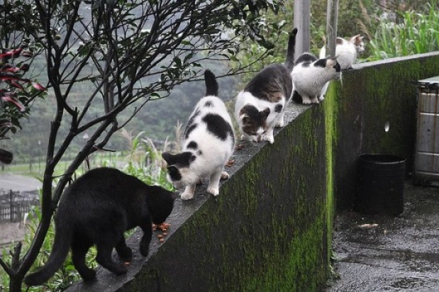 มหัศจรรย์หมู่บ้านแมวหูตง ที่ไต้หวัน 