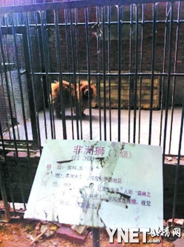 โวยสวนสัตว์จีนปลอมงงๆ เอาสุนัขขนปุยมาปลอมเป็นสิงโต