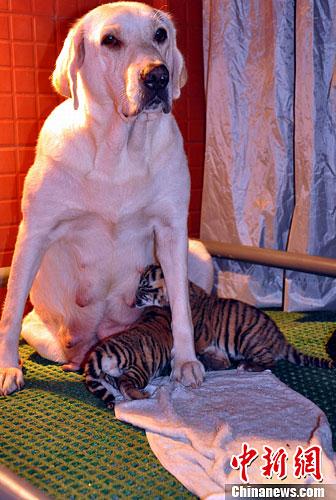 น่ารัก แม่หมาลาบราดอร์เป็นแม่นมให้ลูกแแฝดเสือโคร่ง