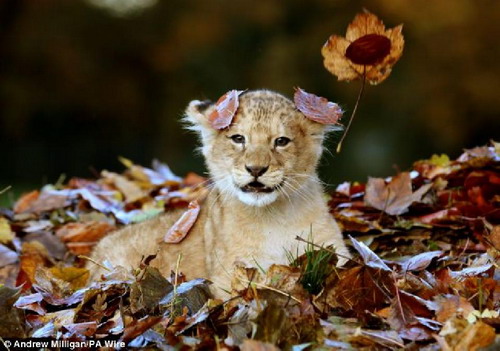 สุดยอดภาพน่ารักลูกสิงโตเล่นกองใบไม้ 