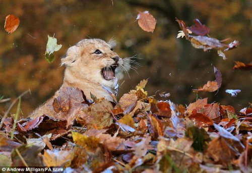 สุดยอดภาพน่ารักลูกสิงโตเล่นกองใบไม้ 