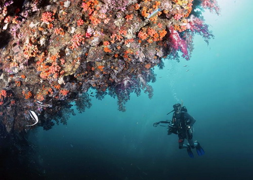 7 จุดดำน้ำดูปะการัง สวรรค์ใต้ทะเลไทยที่ไม่ควรพลาด
