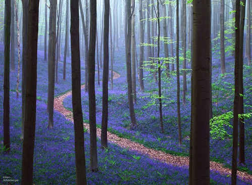 Halle forest, Belgium