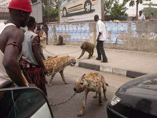 สัตว์เลี้ยงของชาวลากอส ที่ไนจีเรีย แปลกแค่ไหนมาดูกัน!!