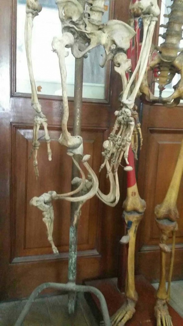 พิพิธภัณฑ์การแพทย์ศิริราช พิพิธภัณฑ์ที่แฝงความน่ากลัวในไทยที่โด่งดังถึงเมืองนอก