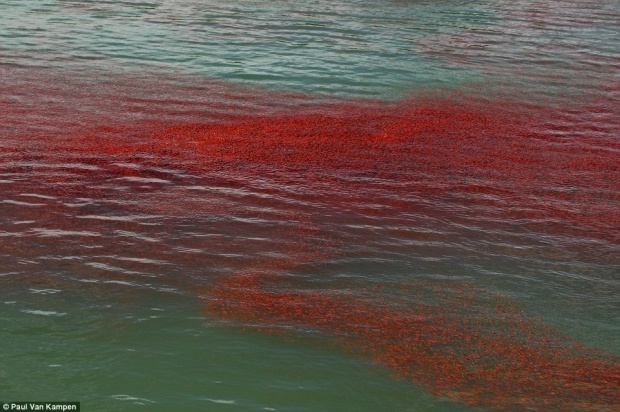 ตะลึง！ กุ้งฝอยนิวซีแลนด์ทำน้ำละเลเป็นสีแดง