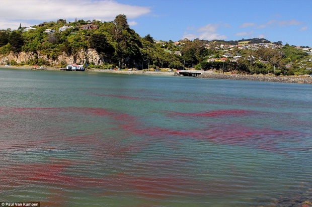 ตะลึง！ กุ้งฝอยนิวซีแลนด์ทำน้ำละเลเป็นสีแดง