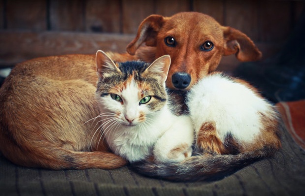 ​แมวหรือหมา!! ใครรักคุณมากกว่ากัน?