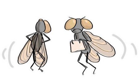 เคล็ดลับ : เทคนิคเด็ดในการไล่แมลงวัน