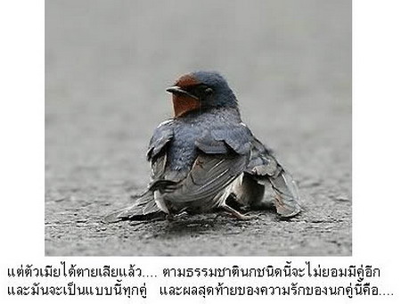 เรื่องเล่าจากรังนก