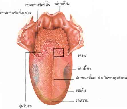 มารู้จัก ลิ้น กัน