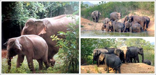 เที่ยวชมช้างป่าที่อุทยานแห่งชาติกุยบุรี