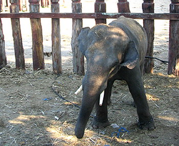 หวานชื่นกับงานวิวาห์ทั่วไทยในวันแห่งความรัก