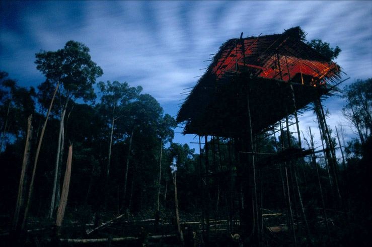บ้านต้นไม้ ของชาวเผ่าใน ปาปัวนิวกินี 