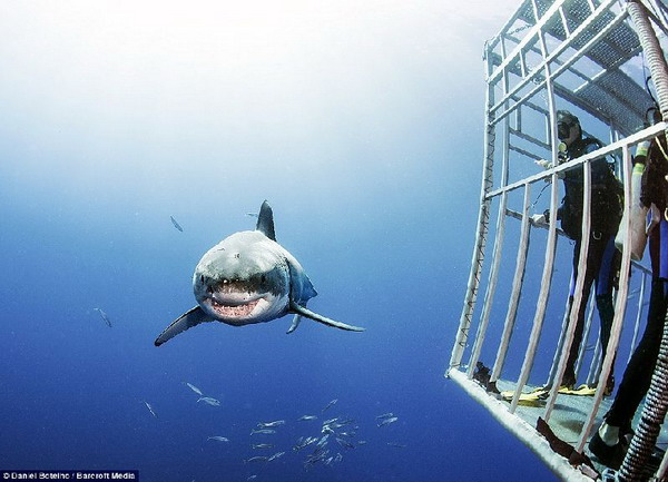 ฮือฮา ช่างภาพพิสูจน์ให้โลกเห็นฉลามขาวใครว่าอันตราย