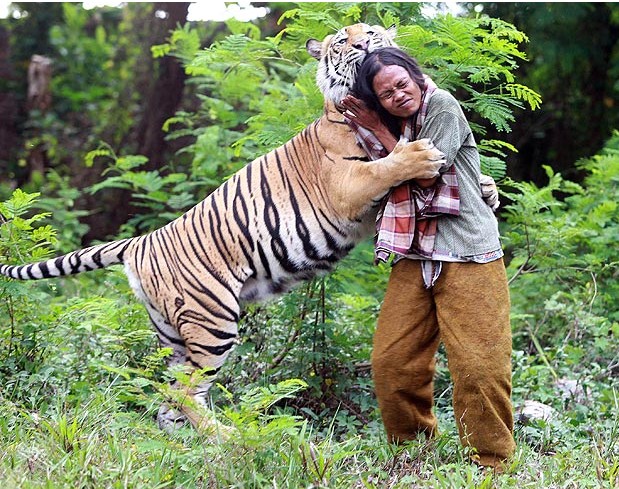 มิตรภาพระหว่างมนุษย์กับเสือเบงกอล