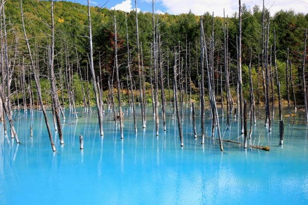 ความสวยงามเกินบรรยาย บึงน้ำสีฟ้า  ในญี่ปุ่น