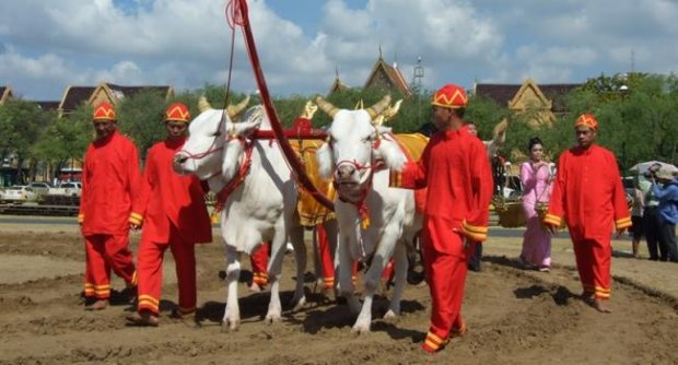 กว่าจะเป็น...พระโคแรกนา - เกษตรทั่วไทย