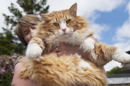 อุลริก แมวอ้วนที่สุดในอังกฤษเตรียมลดน้ำหนัก