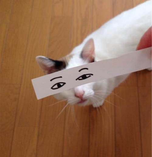 เทรนด์ใหม่จากญี่ปุ่น! ถ่ายตาแมวแบบ อนิเมะ