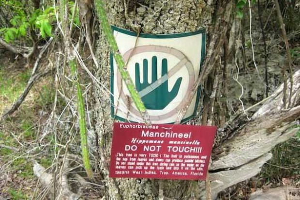 สยองอย่าได้เดินเฉียดใกล้!! ต้นไม้ที่ขึ้นชื่อว่าอันตรายที่สุดในโลก