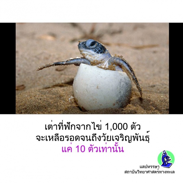 12 เรื่องจริงเกี่ยวกับสัตว์!! ที่คุณอาจยังไม่เคยรู้