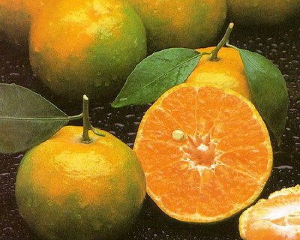 พบสารในเปลือกส้มเขียวหวาน มีฤทธิ์ทำลายเซลล์ มะเร็ง