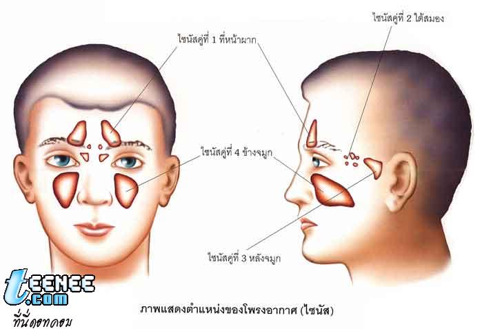 ตำแหน่งของโพรงอากาศ (ไซนัส)