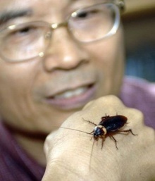 โรคที่เกิดจากแมลงสาบ