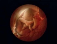 เคยเห็นรึยัง!! ภาพการเจริญเติบโตของมนุษย์ในท้องแม่ตั้งแต่ยังเป็นอสุจิ 