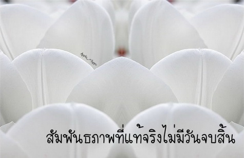 ..เพื่อนที่ดีเหมือนดวงดาว...