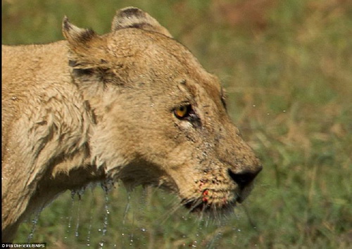 แม่สิงโตฟัดกับจระเข้ปากอาบเลือดเพื่อช่วยให้ลูกน้อยข้ามฝั่งอย่างปลอดภัย