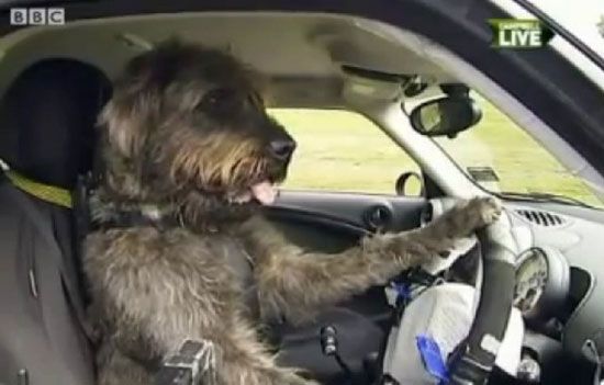 สอนน้องหมาขับรถ กระตุ้นให้คนรับสุนัขจรจัดไปเลี้ยง