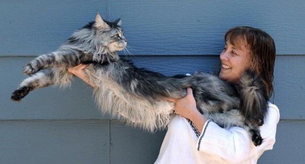 “สตีวี”แมวที่มีความยาวที่สุดของโลกตายแล้ว