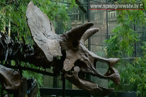 ซากไดโนเสาร์ ที่ขุดพบในรัฐมอนตาน่าตรียมเปิดให้ประมูล