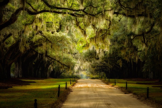 ตื่นตา! Avenue Of Oaks ที่ไร่บูนฮอลล์