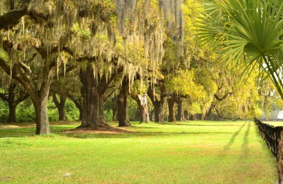 ตื่นตา! Avenue Of Oaks ที่ไร่บูนฮอลล์