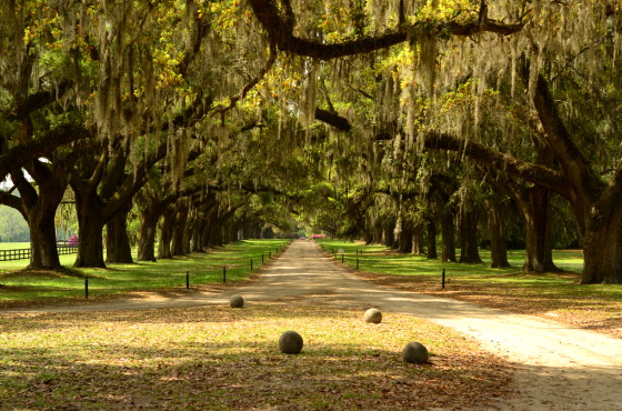 ตื่นตา! Avenue Of Oaks ที่ไร่บูนฮอลล์