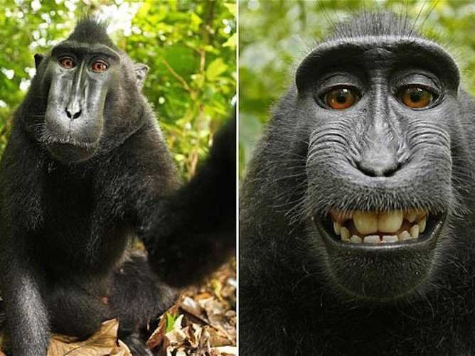 สงครามลิขสิทธิ์!? wiki ไม่ลบรูปลิง selfie อ้างลิงเป็นเจ้าของภาพ