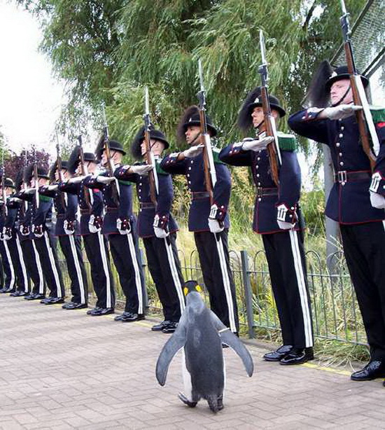 สุดทึ่ง!! เพนกวิน ประดับยศ เซอร์ ตัวเเรกของกองทัพนอร์เวย์!