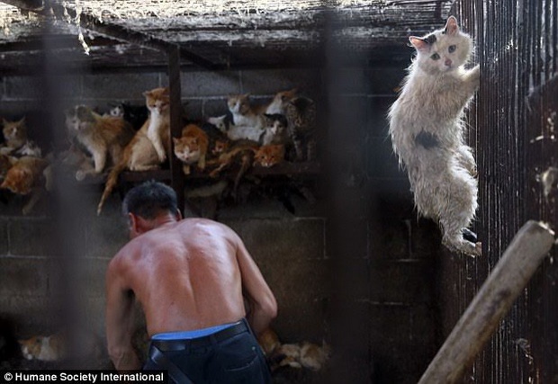 เปิดภาพสลด!!! ชะตากรรมแมวหมา เตรียมถูกฆ่าเซ่นเทศกาลกินหมาที่จีน